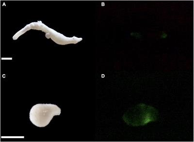 First Record of Bioluminescence in a Sipunculan Worm